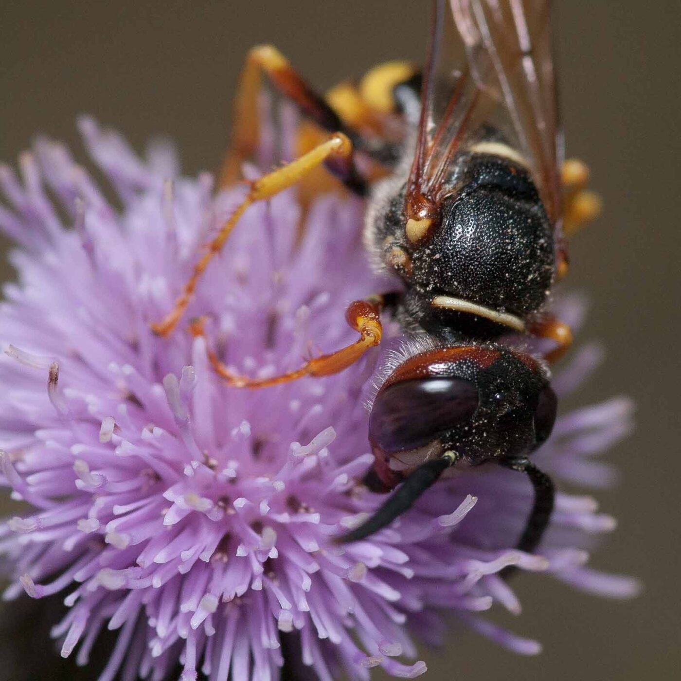 2019-02-26 - NSG Resser Wald und Emscherbruch