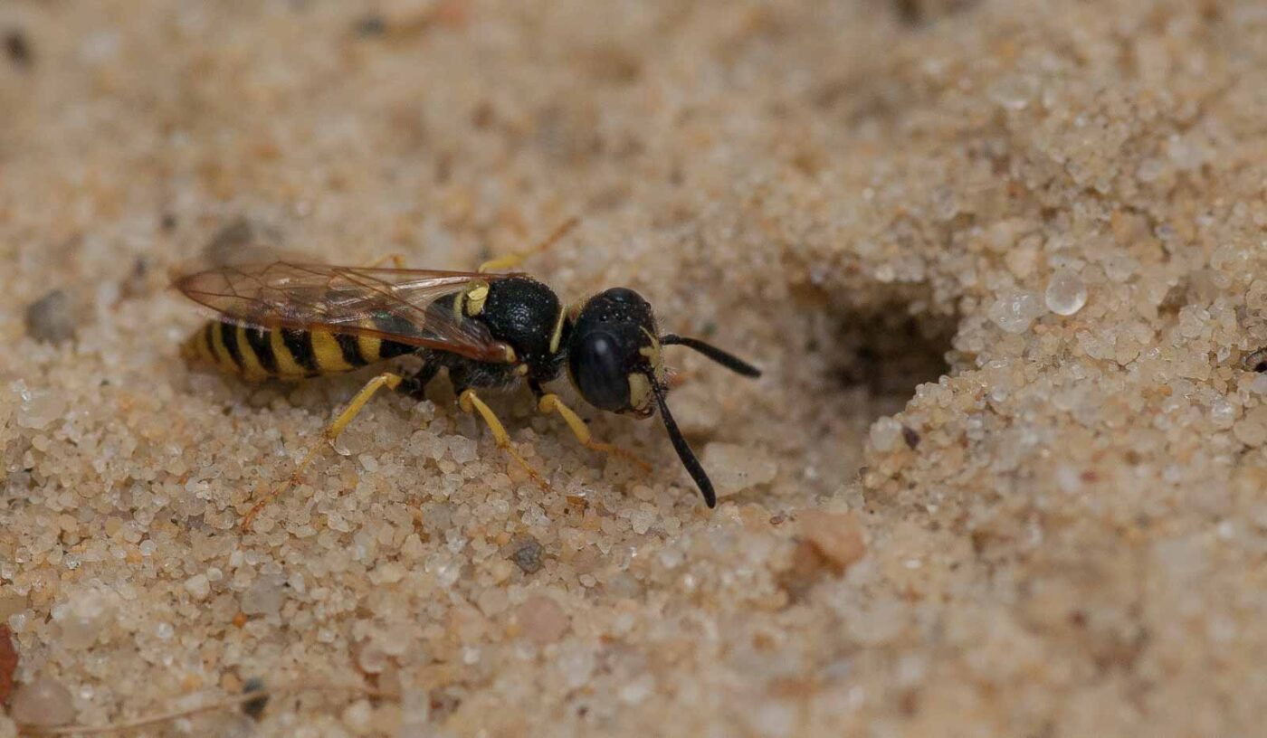 2019-02-26 - NSG Resser Wald und Emscherbruch