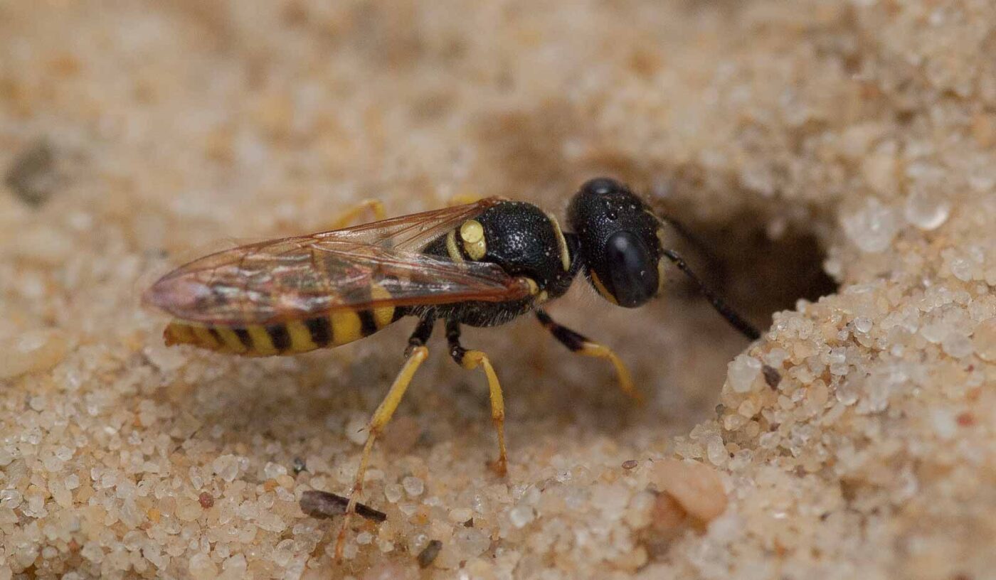 2019-02-26 - NSG Resser Wald und Emscherbruch