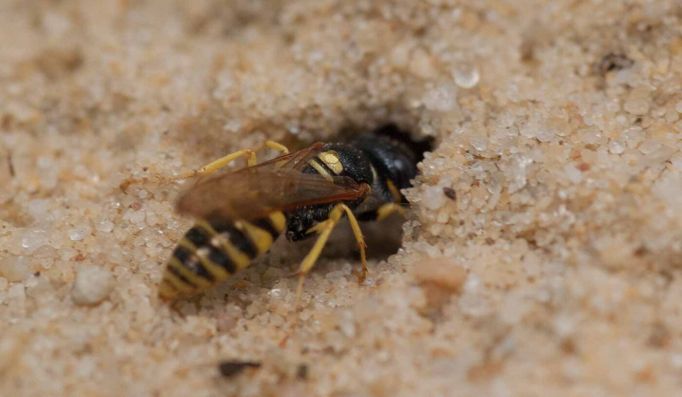 2019-02-26 - NSG Resser Wald und Emscherbruch