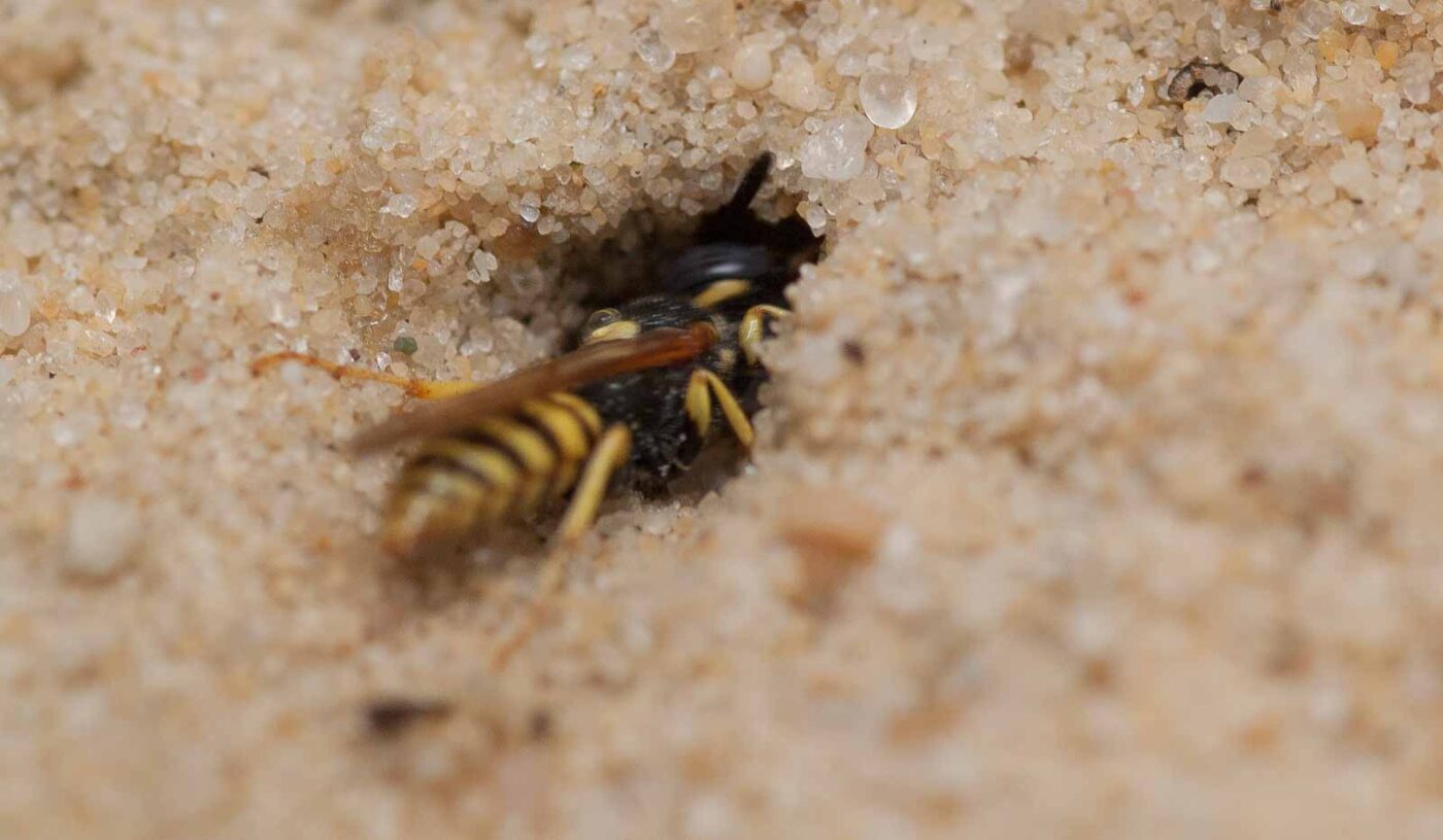 2019-02-26 - NSG Resser Wald und Emscherbruch