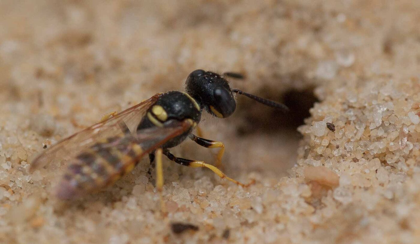 2019-02-26 - NSG Resser Wald und Emscherbruch