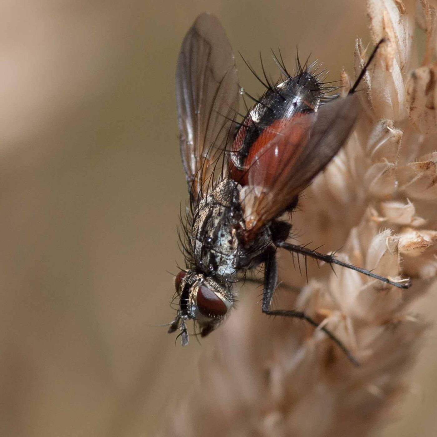 2019-02-26 - NSG Resser Wald und Emscherbruch