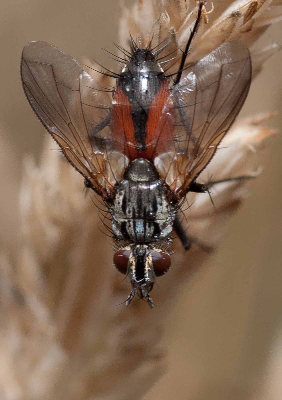 2019-02-26 - NSG Resser Wald und Emscherbruch