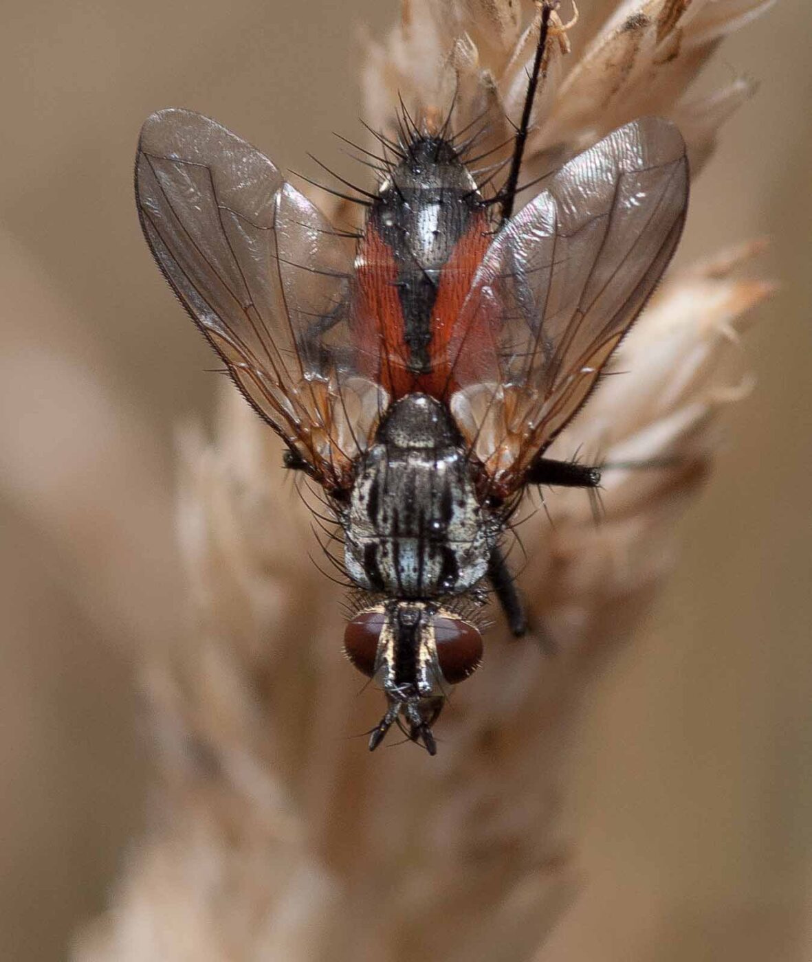 2019-02-26 - NSG Resser Wald und Emscherbruch