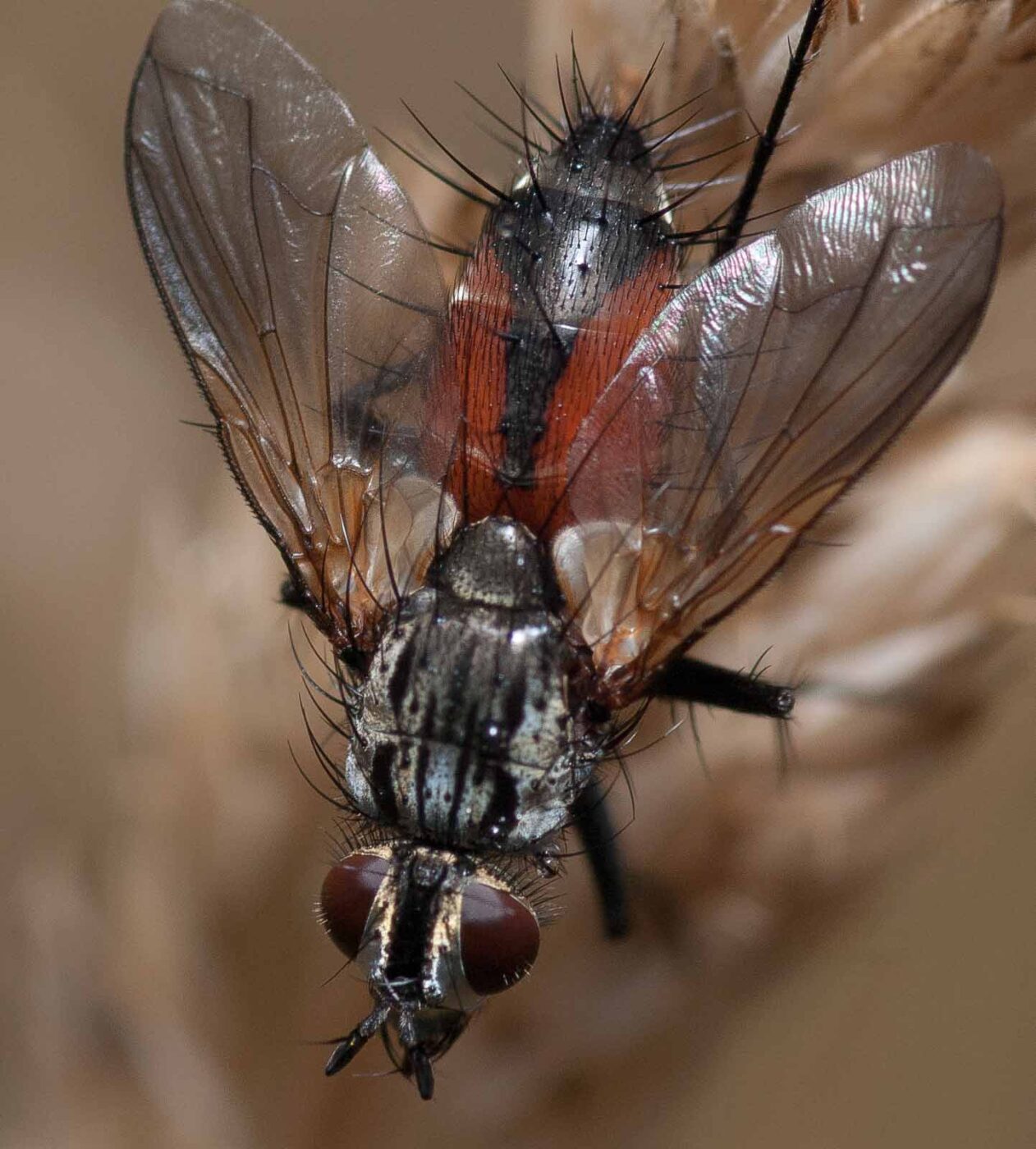 2019-02-26 - NSG Resser Wald und Emscherbruch