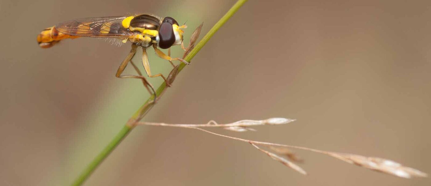 2019-02-26 - NSG Resser Wald und Emscherbruch