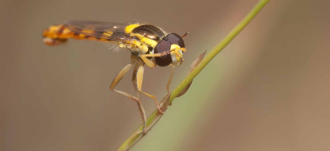 2019-02-26 - NSG Resser Wald und Emscherbruch