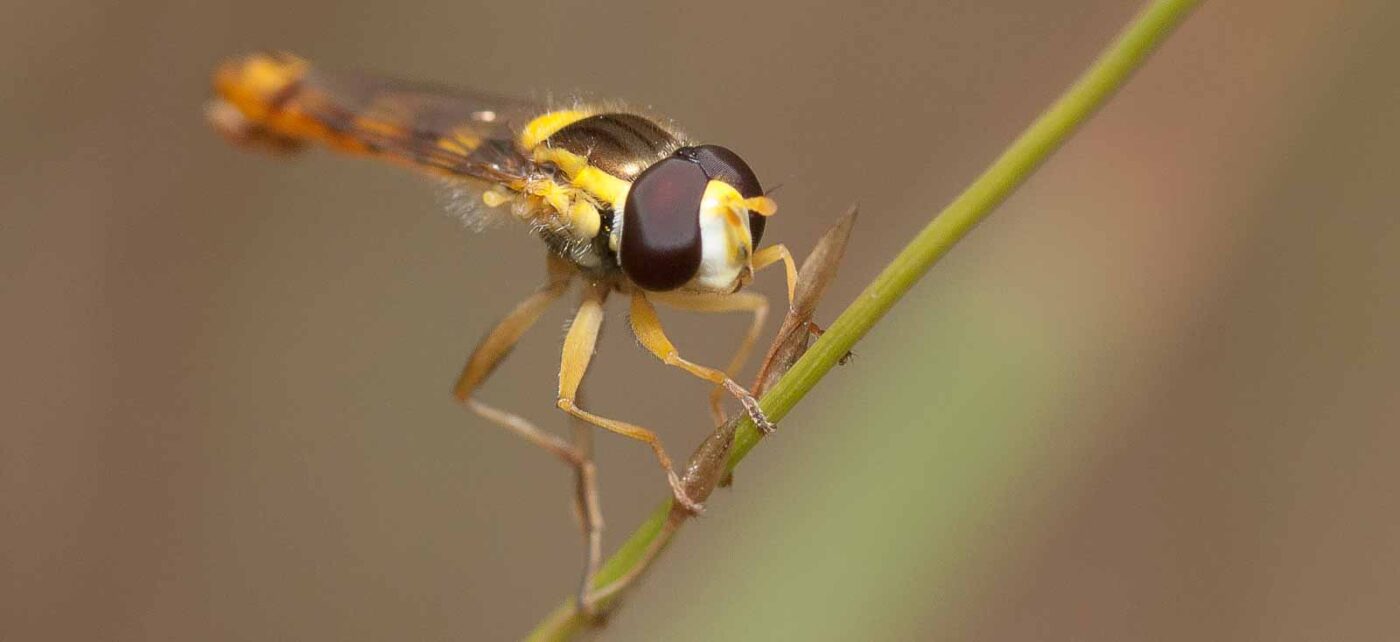 2019-02-26 - NSG Resser Wald und Emscherbruch