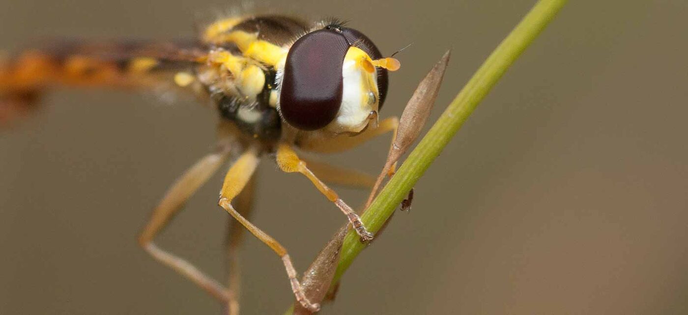 2019-02-26 - NSG Resser Wald und Emscherbruch