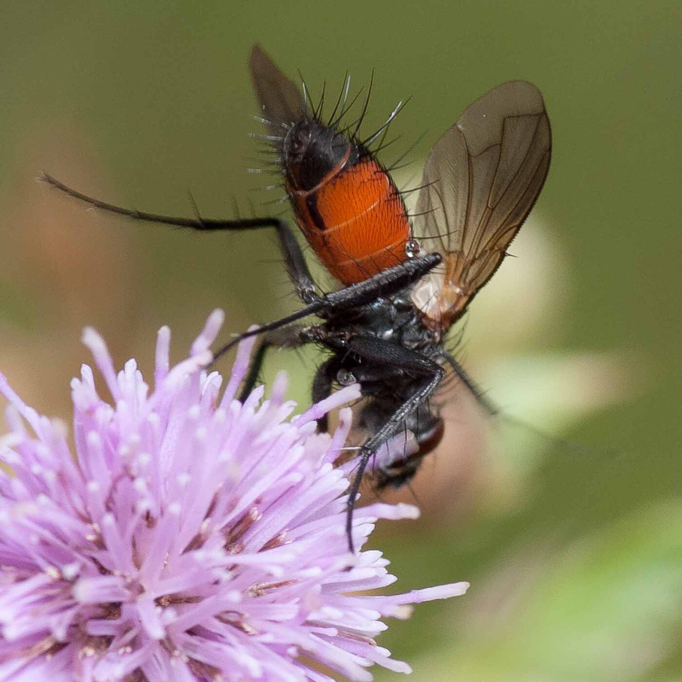 2019-02-26 - NSG Resser Wald und Emscherbruch