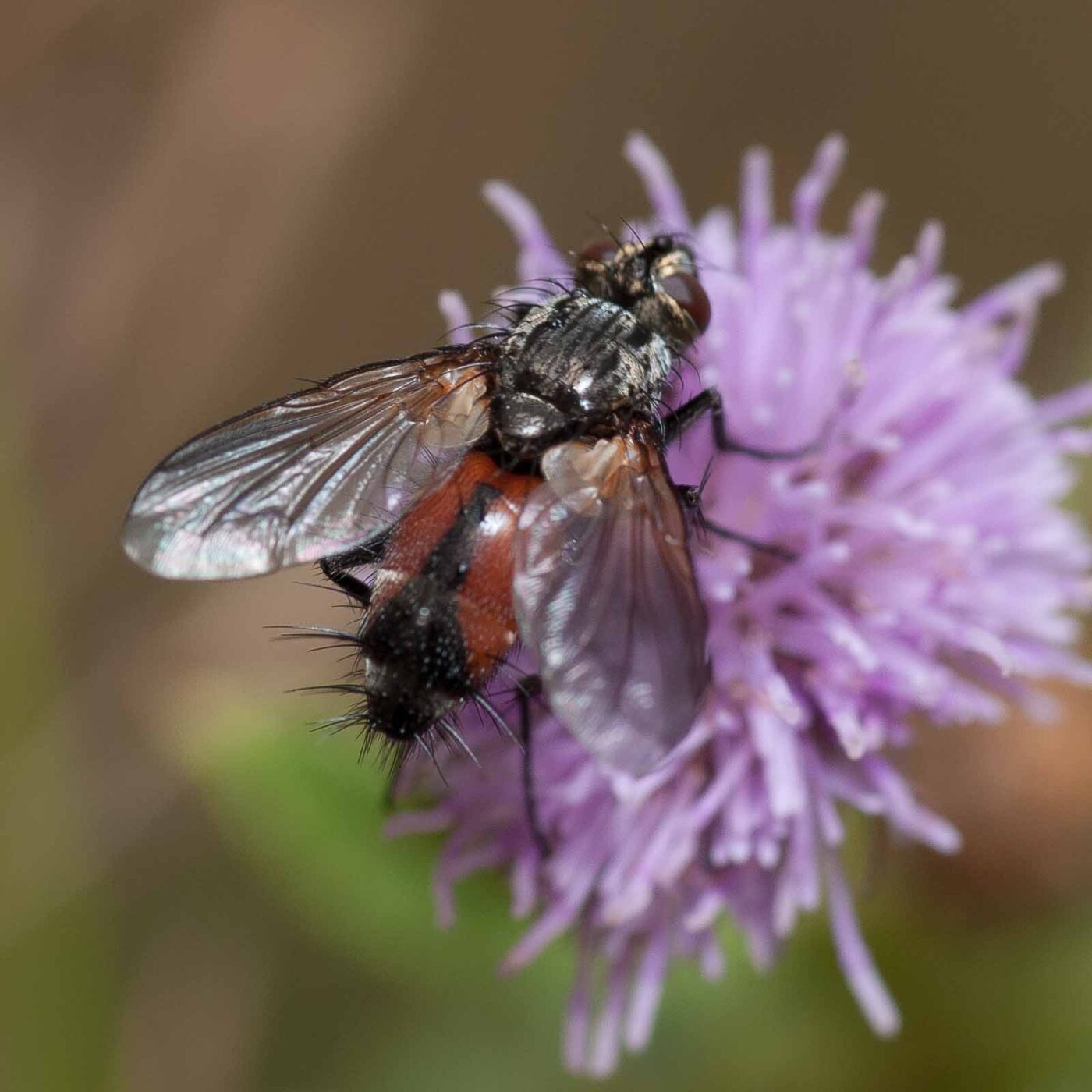 2019-02-26 - NSG Resser Wald und Emscherbruch