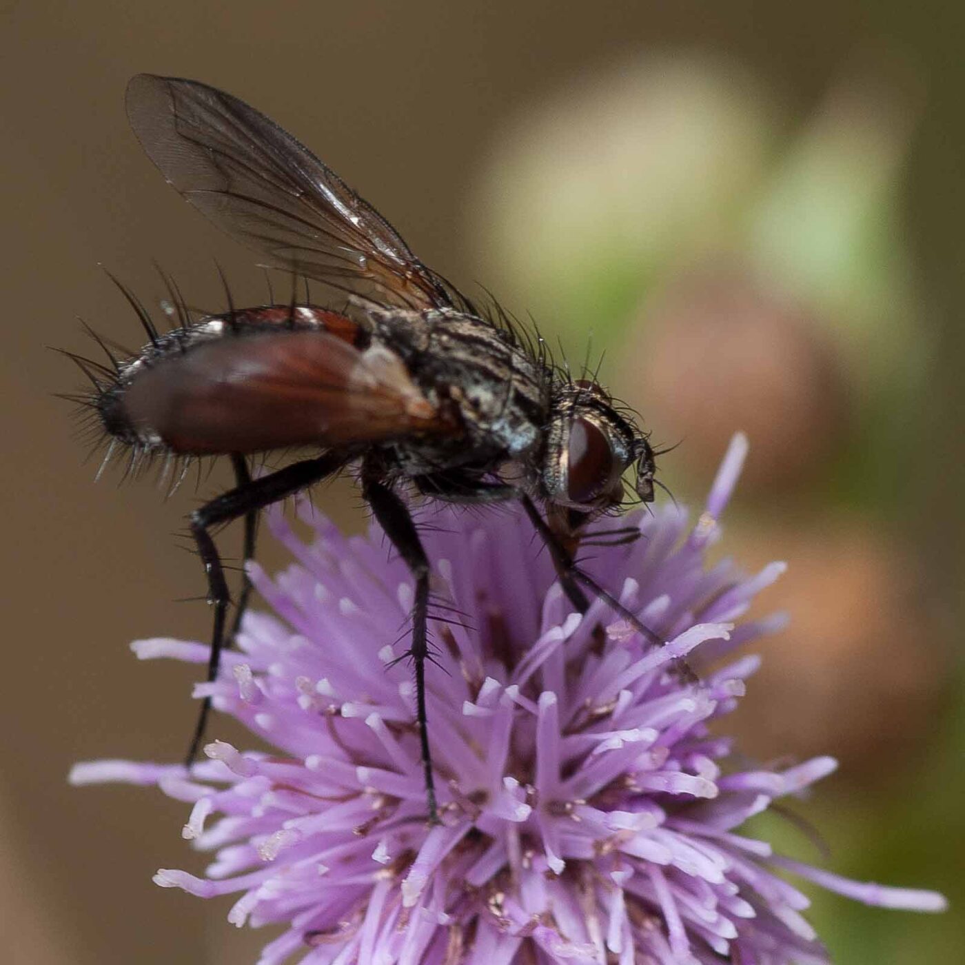 2019-02-26 - NSG Resser Wald und Emscherbruch