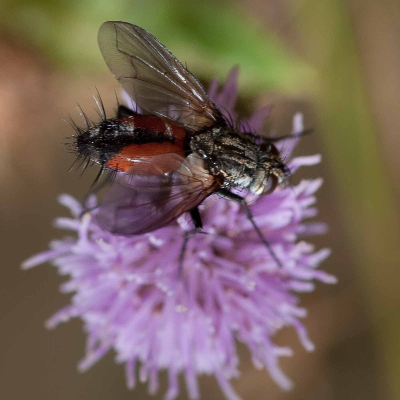 2019-02-26 - NSG Resser Wald und Emscherbruch