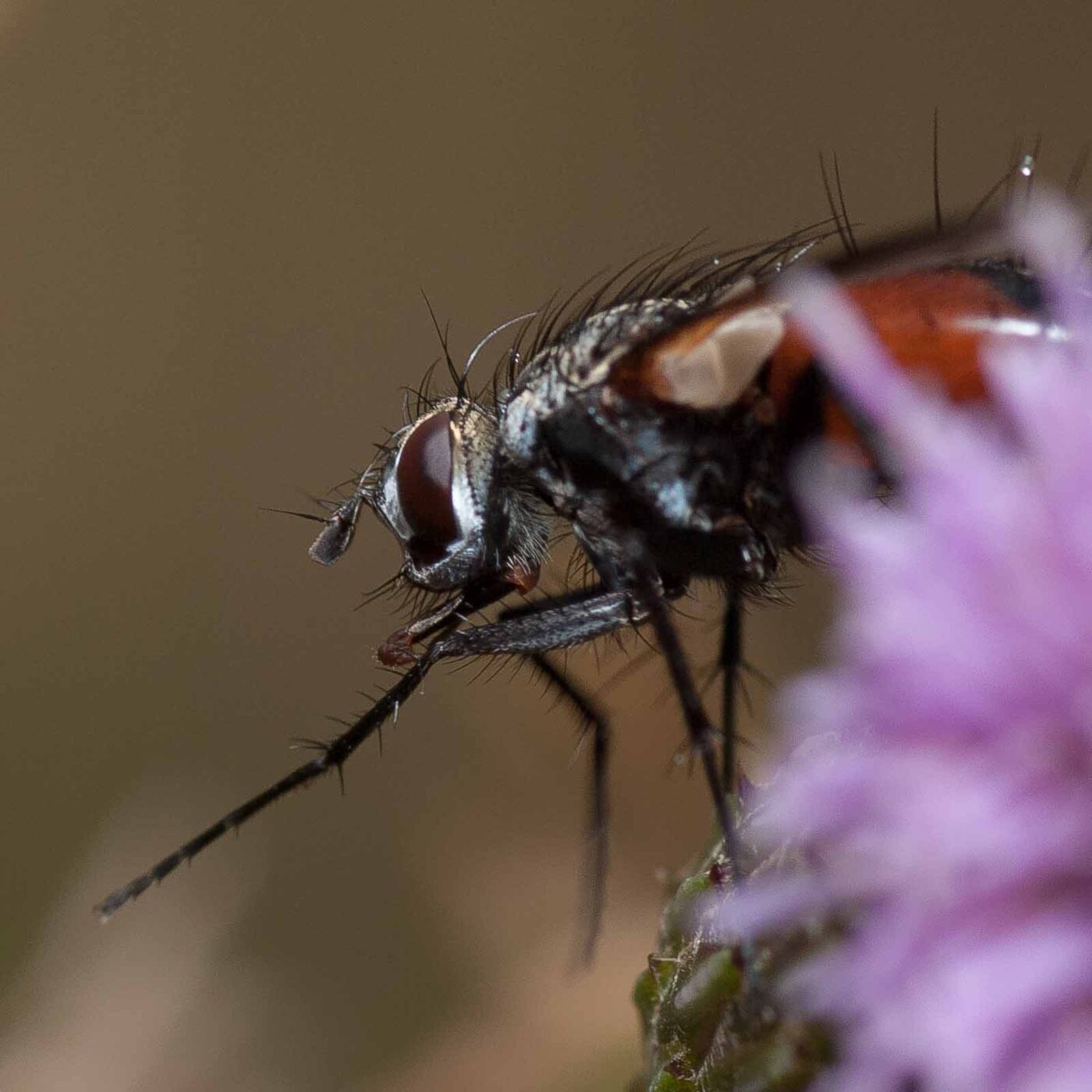 2019-02-26 - NSG Resser Wald und Emscherbruch