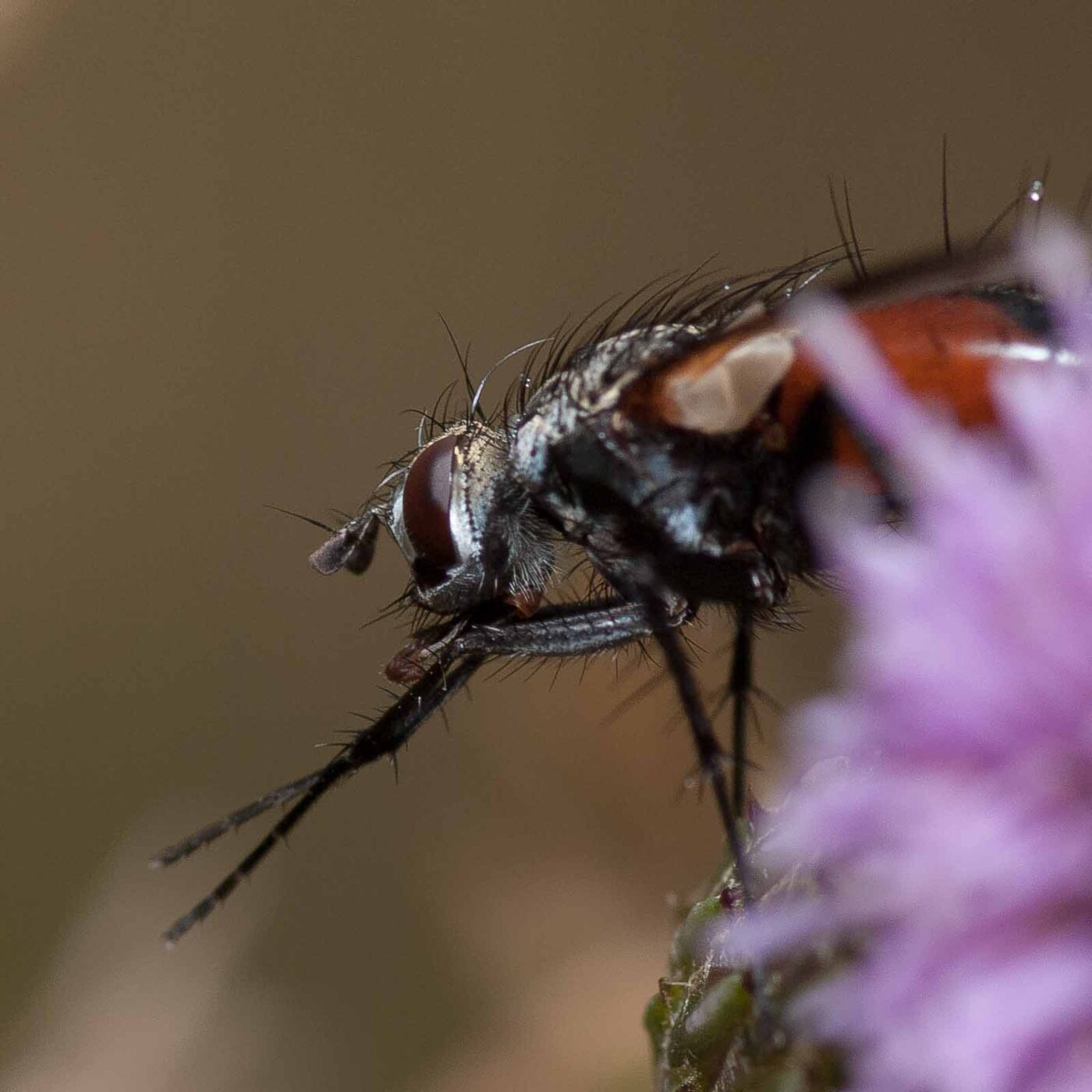 2019-02-26 - NSG Resser Wald und Emscherbruch