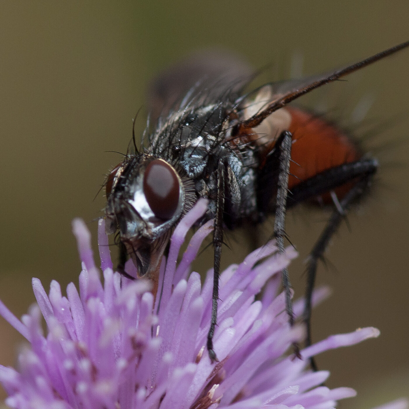 2019-02-26 - NSG Resser Wald und Emscherbruch