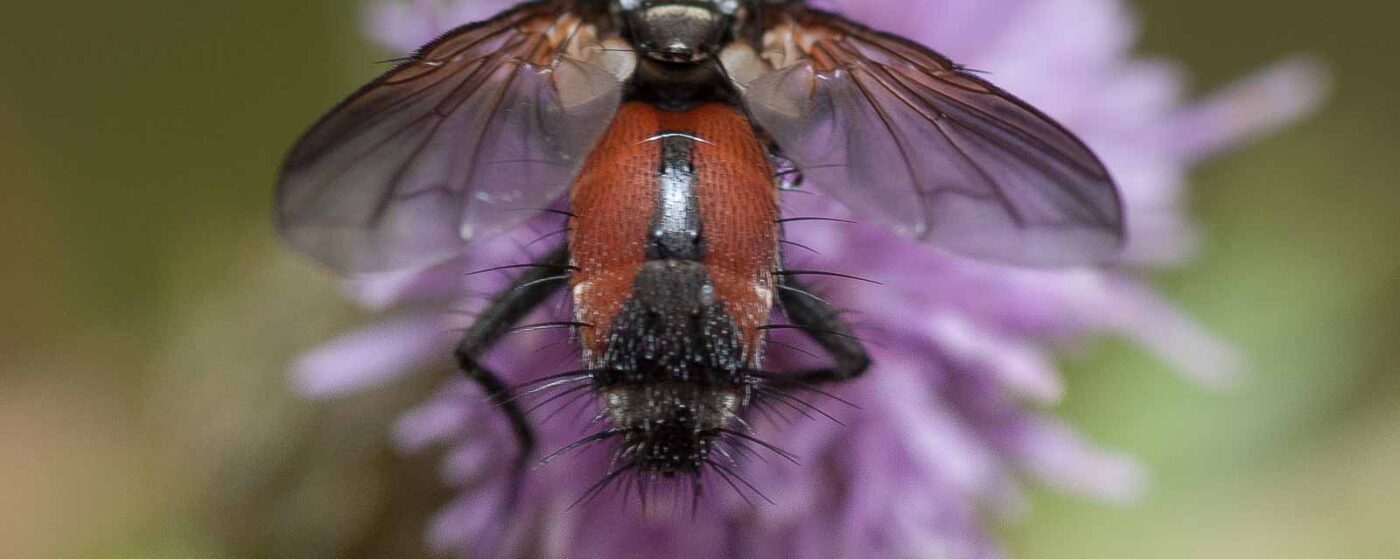 2019-02-26 - NSG Resser Wald und Emscherbruch