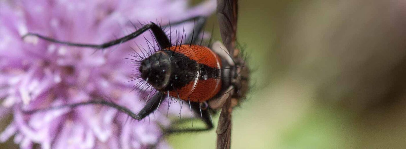 2019-02-26 - NSG Resser Wald und Emscherbruch