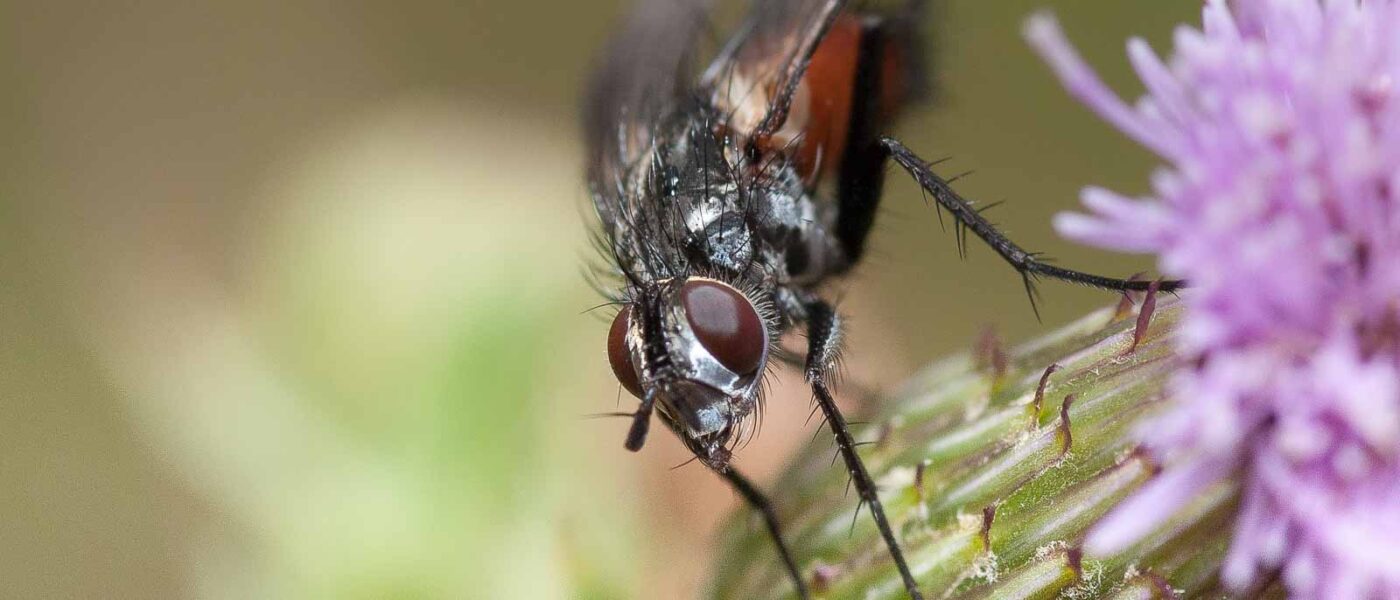 2019-02-26 - NSG Resser Wald und Emscherbruch