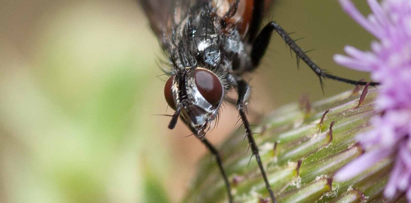 2019-02-26 - NSG Resser Wald und Emscherbruch