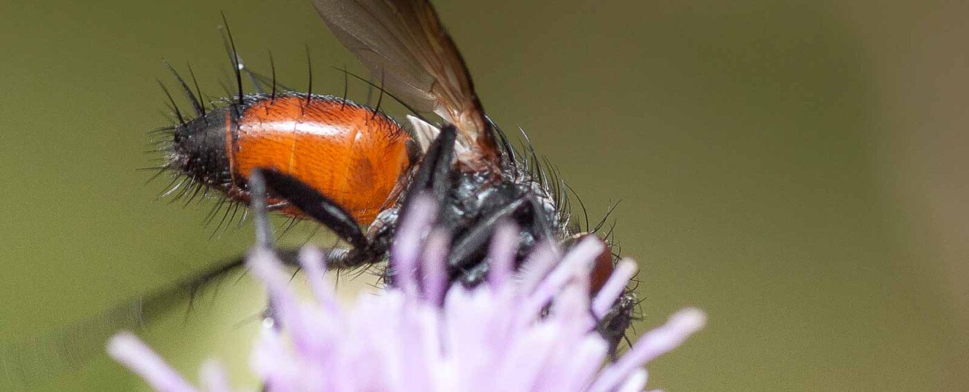 2019-02-26 - NSG Resser Wald und Emscherbruch