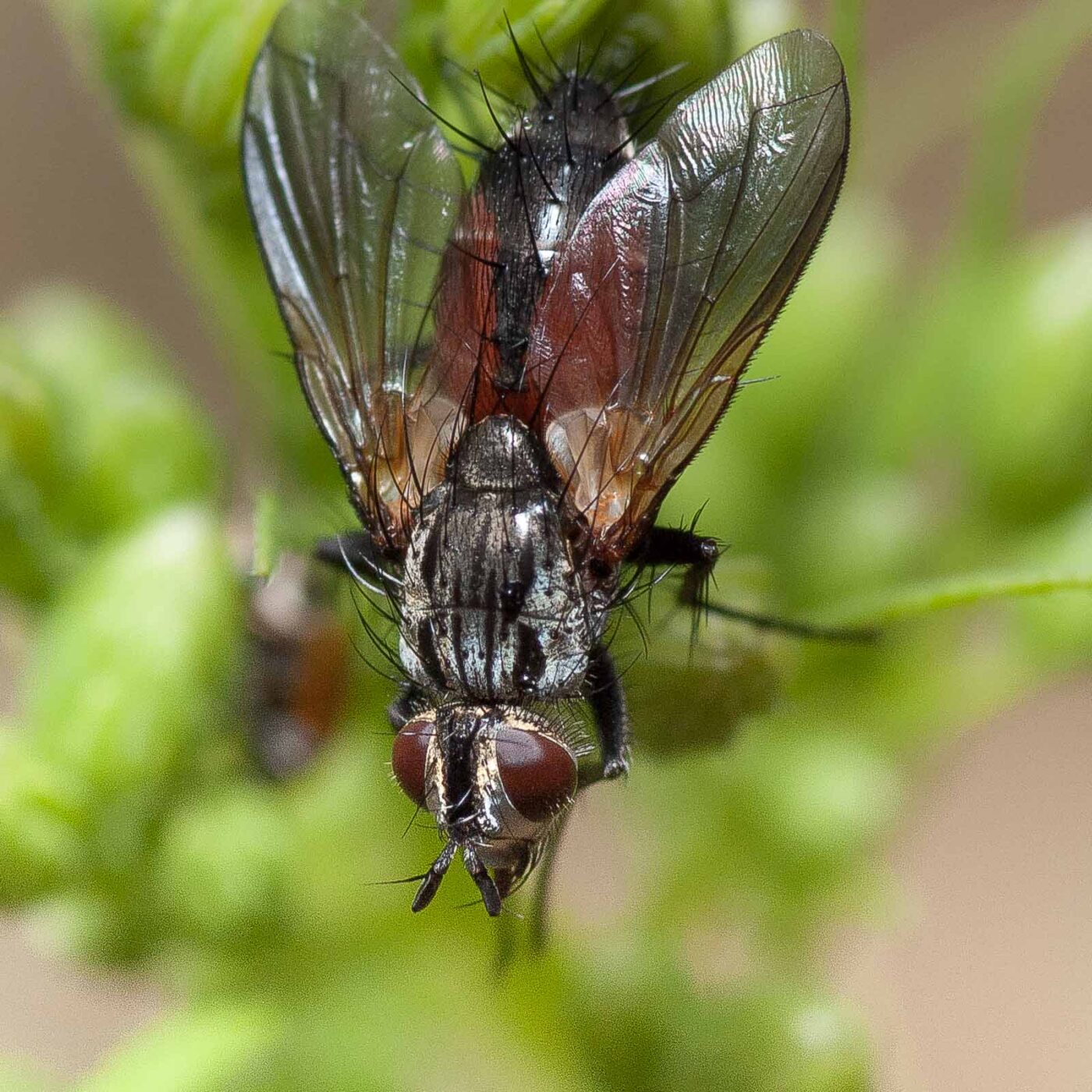 2019-02-26 - NSG Resser Wald und Emscherbruch