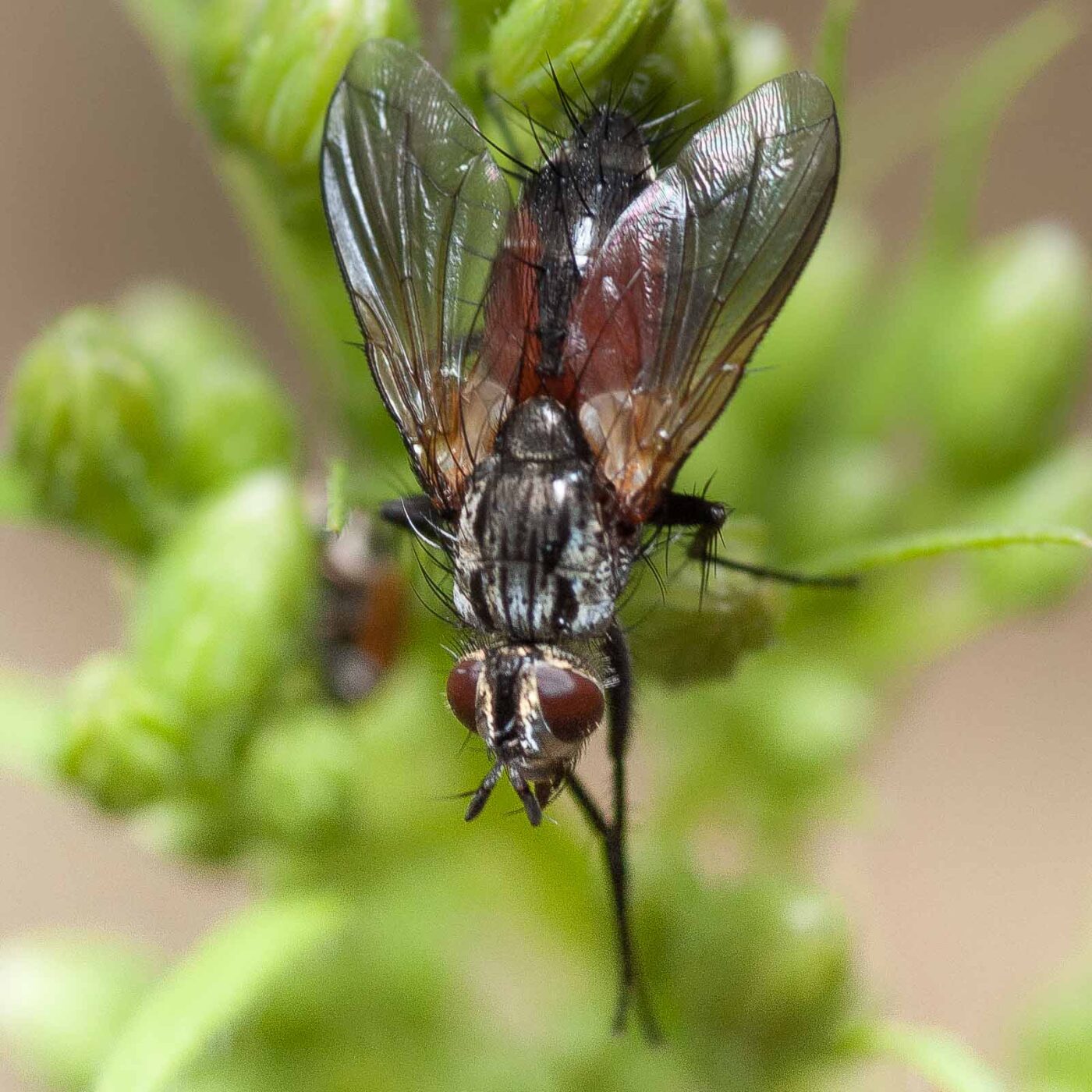 2019-02-26 - NSG Resser Wald und Emscherbruch