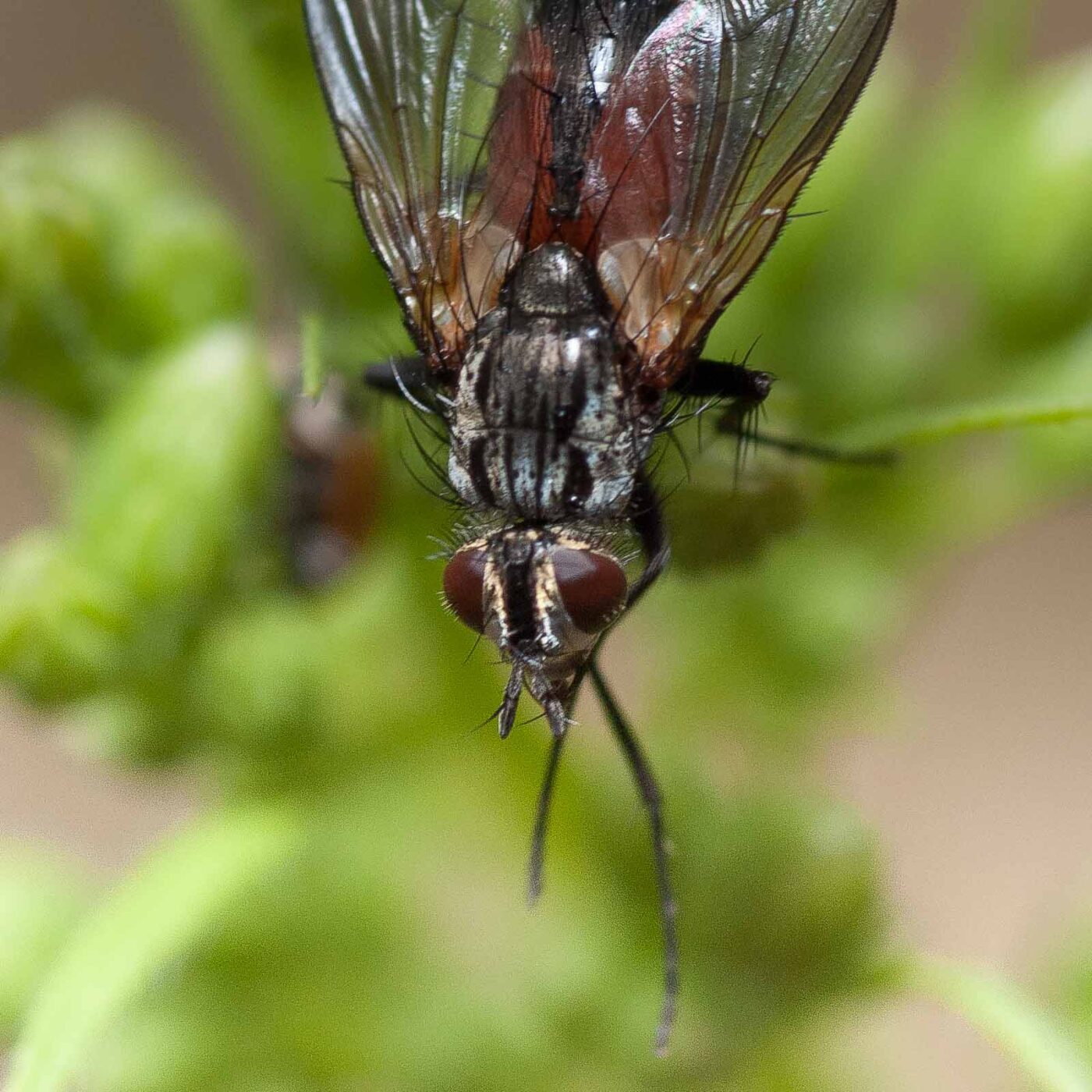 2019-02-26 - NSG Resser Wald und Emscherbruch