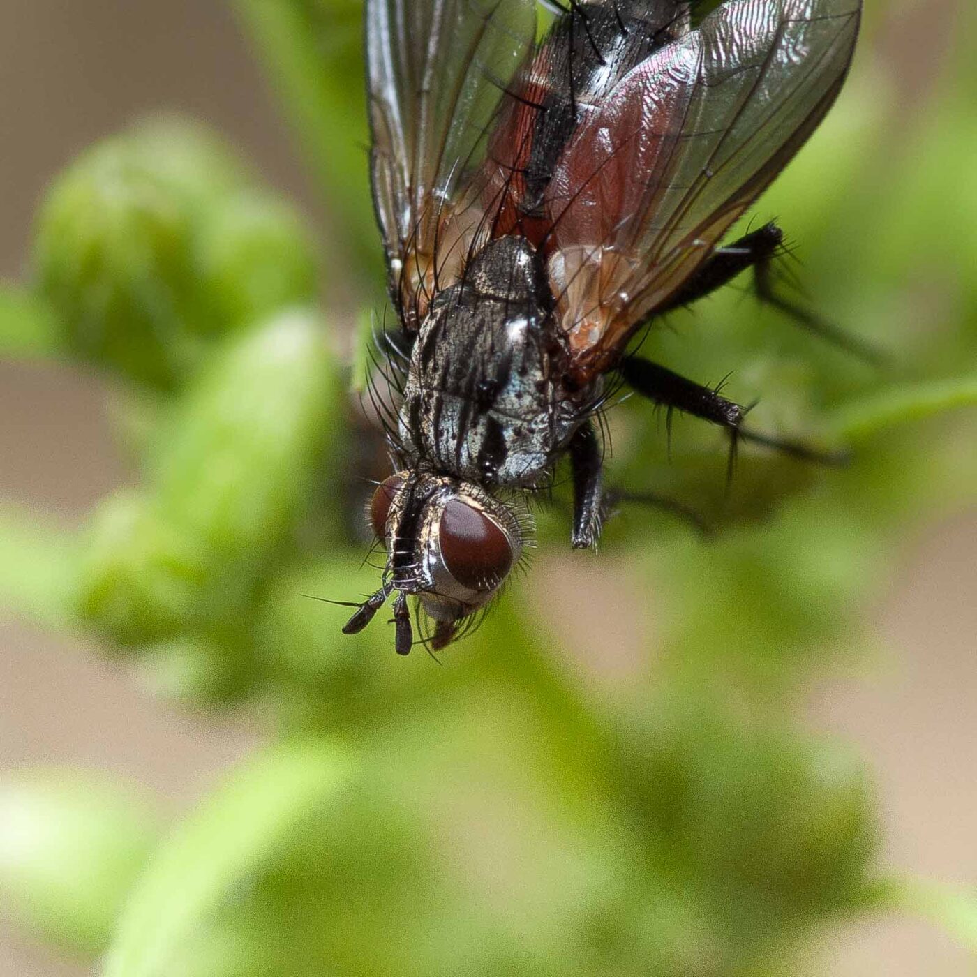 2019-02-26 - NSG Resser Wald und Emscherbruch