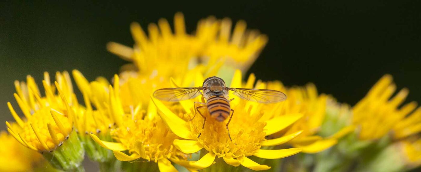 2019-02-26 - NSG Resser Wald und Emscherbruch