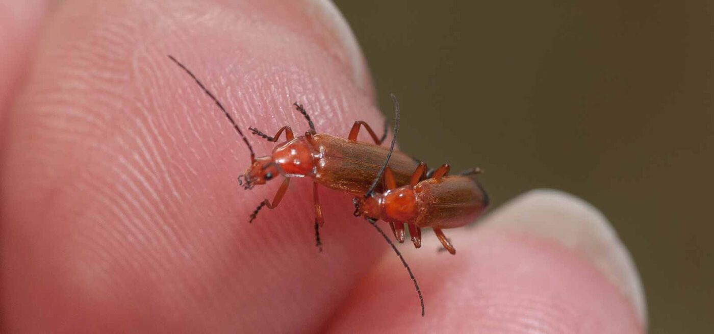 2019-02-26 - NSG Resser Wald und Emscherbruch