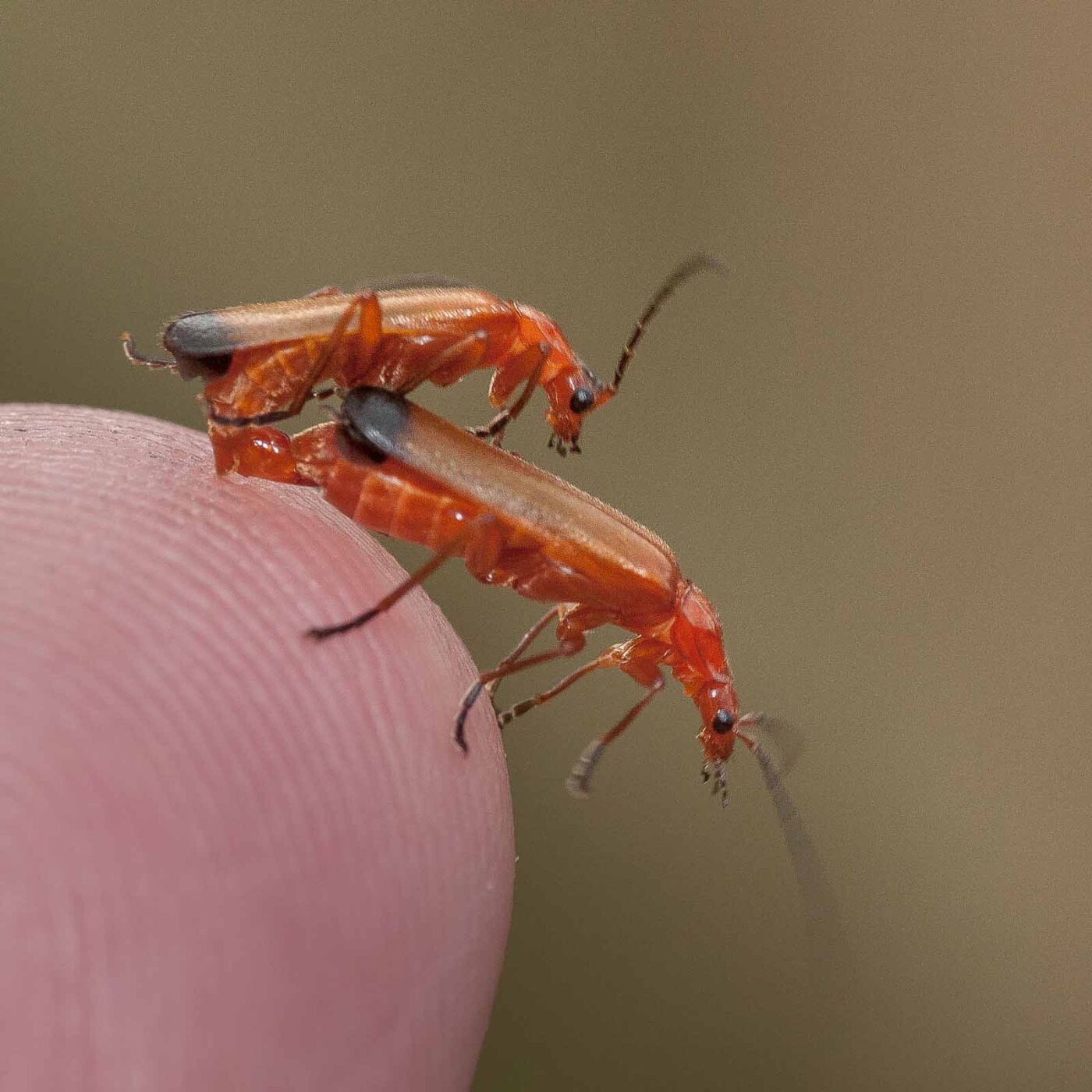 2019-02-26 - NSG Resser Wald und Emscherbruch