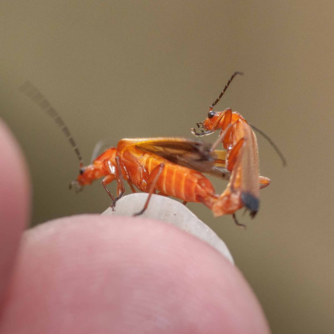 2019-02-26 - NSG Resser Wald und Emscherbruch