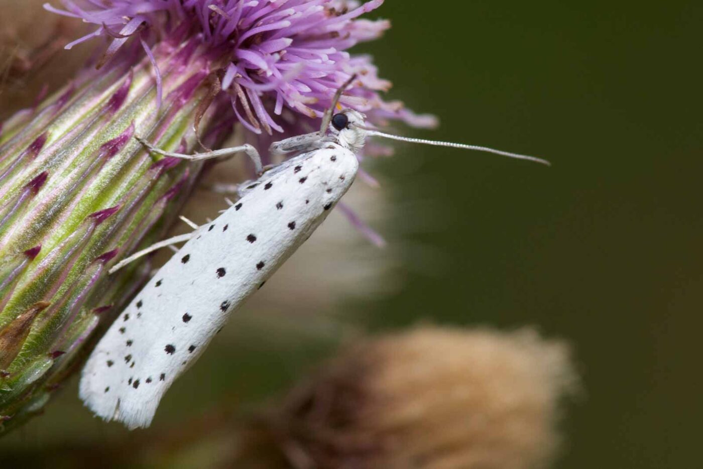 2019-02-26 - NSG Resser Wald und Emscherbruch