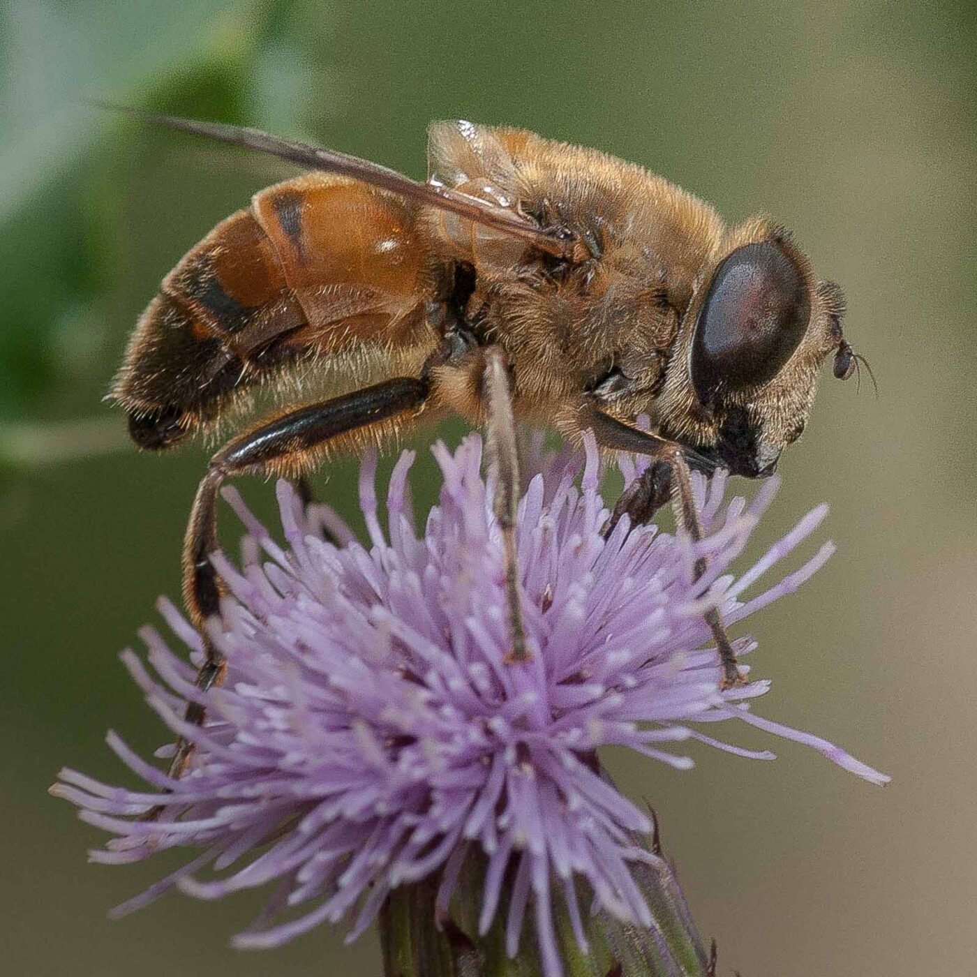 2019-02-26 - NSG Resser Wald und Emscherbruch