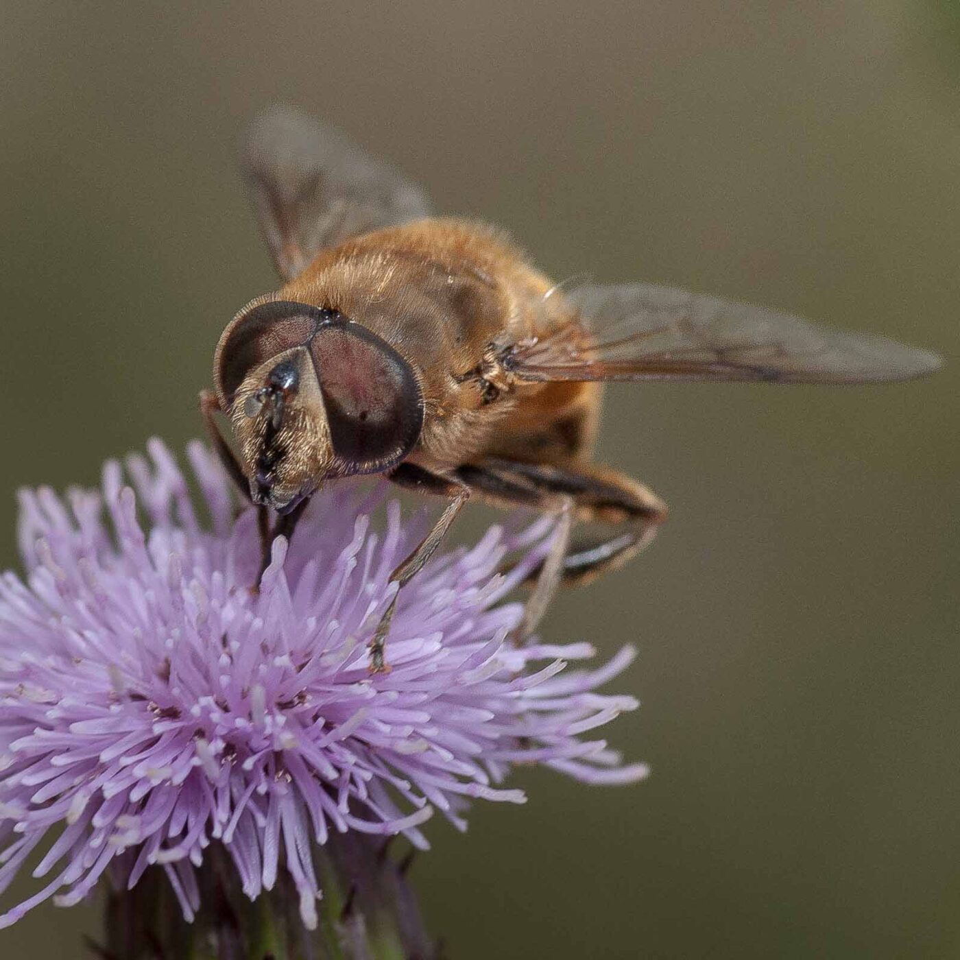 2019-02-26 - NSG Resser Wald und Emscherbruch