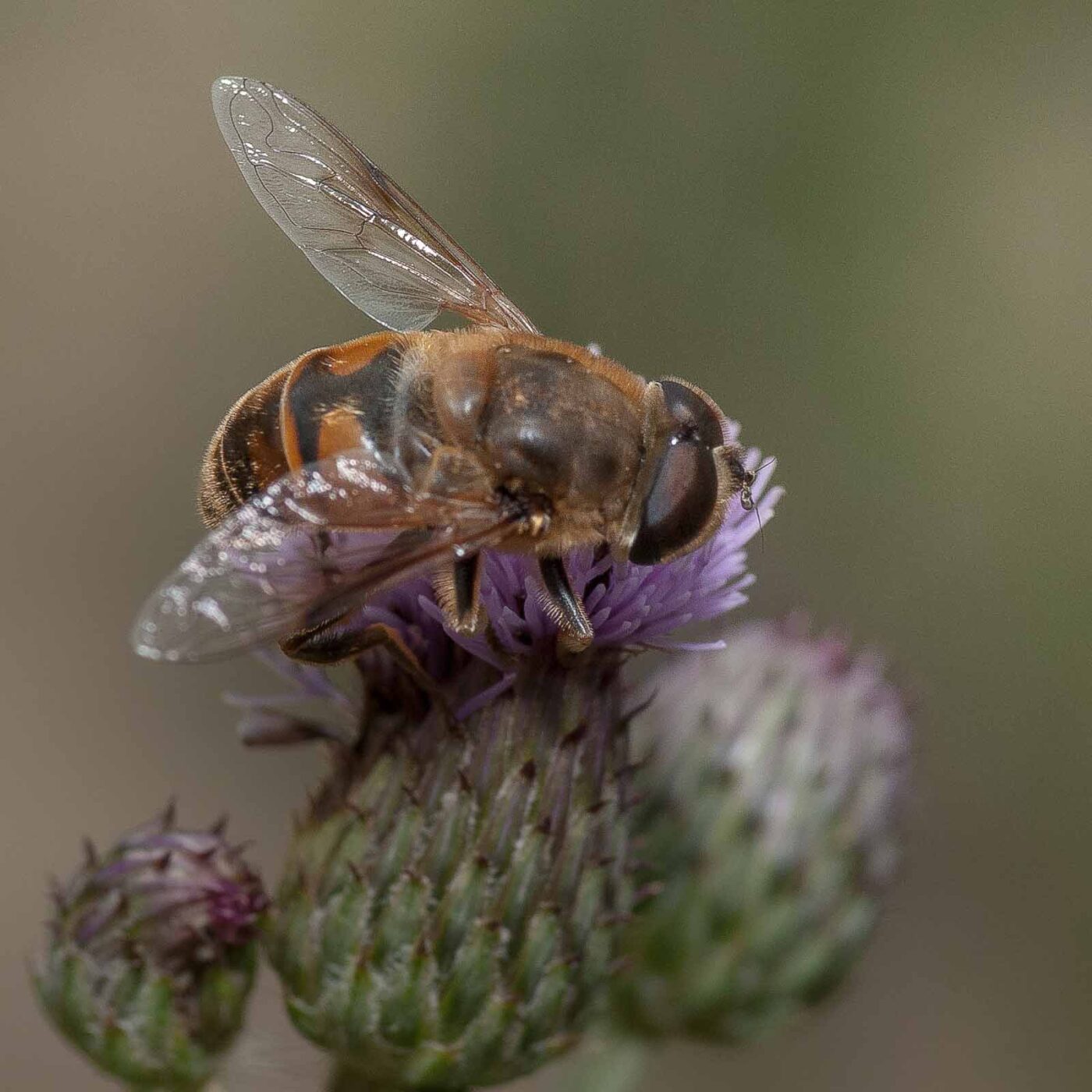 2019-02-26 - NSG Resser Wald und Emscherbruch