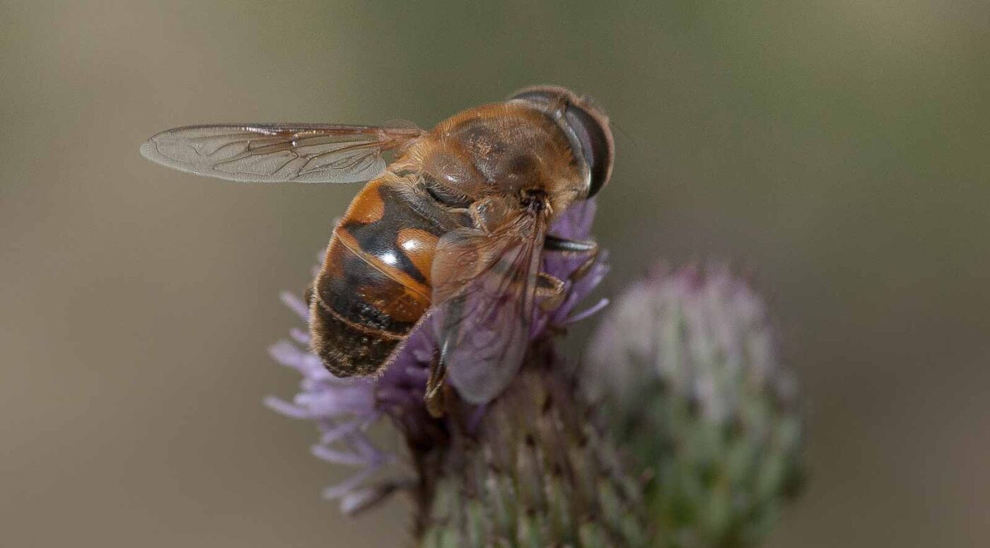 2019-02-26 - NSG Resser Wald und Emscherbruch
