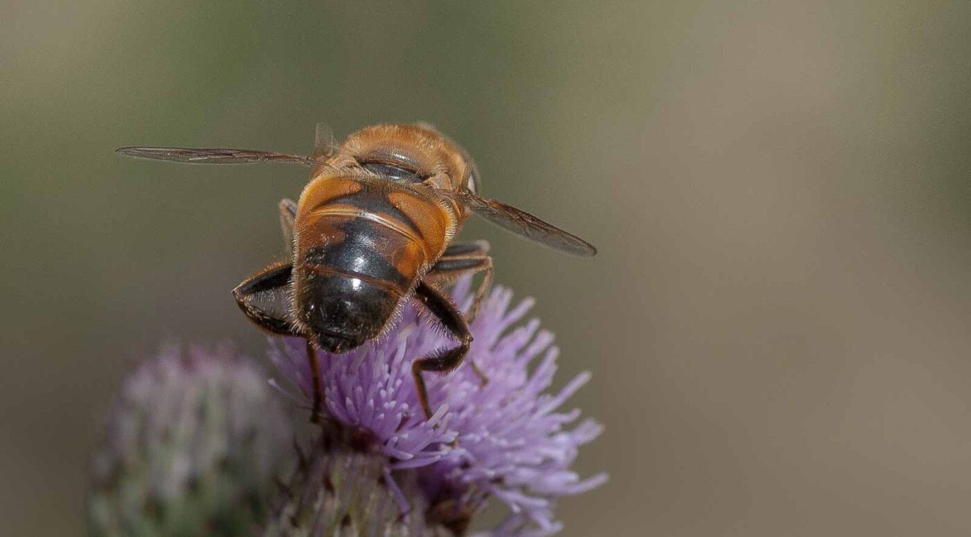 2019-02-26 - NSG Resser Wald und Emscherbruch