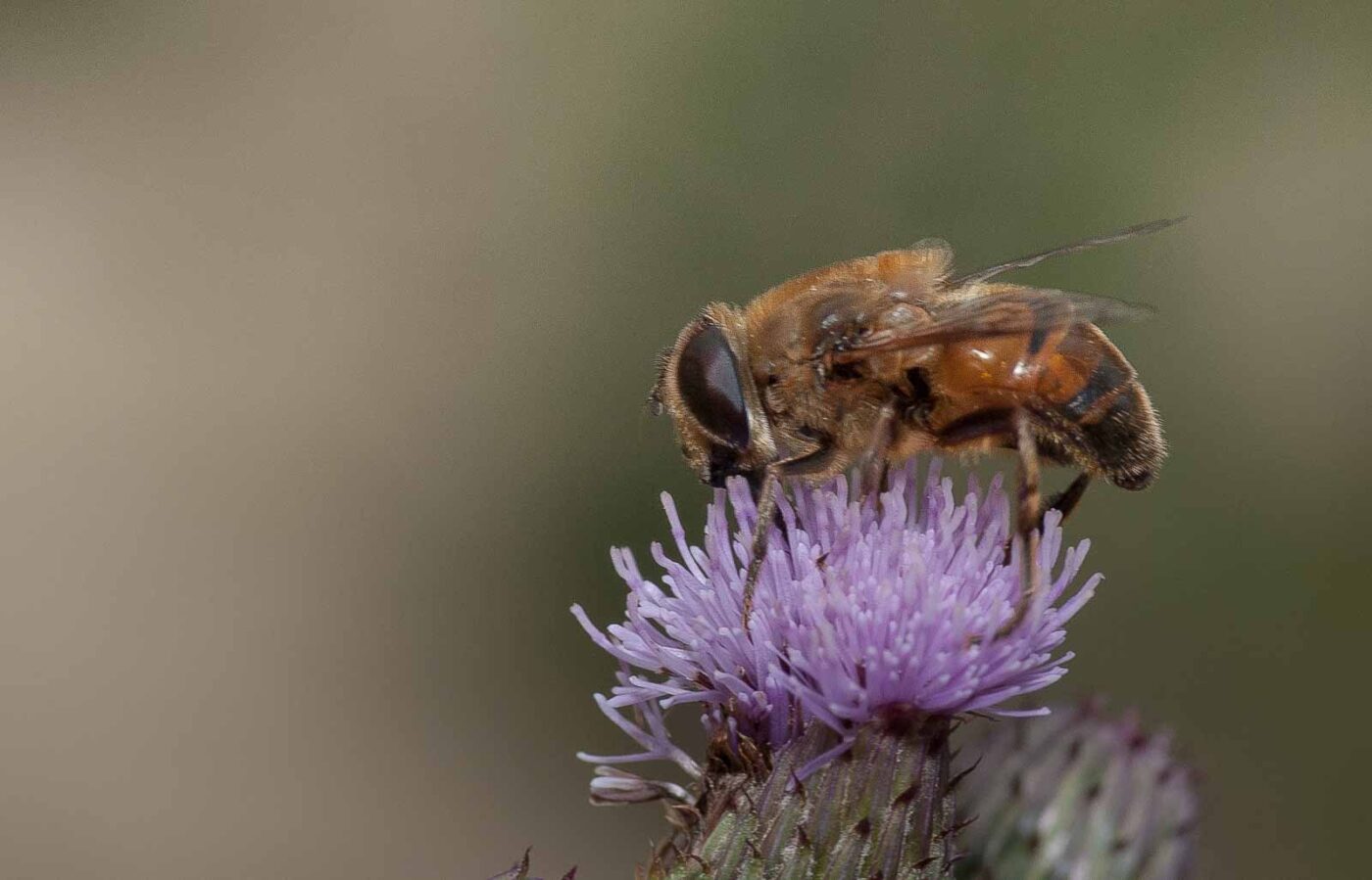 2019-02-26 - NSG Resser Wald und Emscherbruch