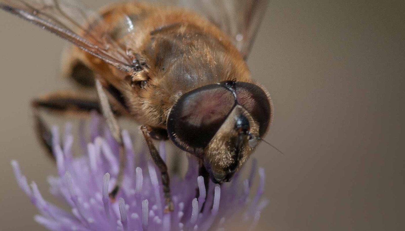 2019-02-26 - NSG Resser Wald und Emscherbruch