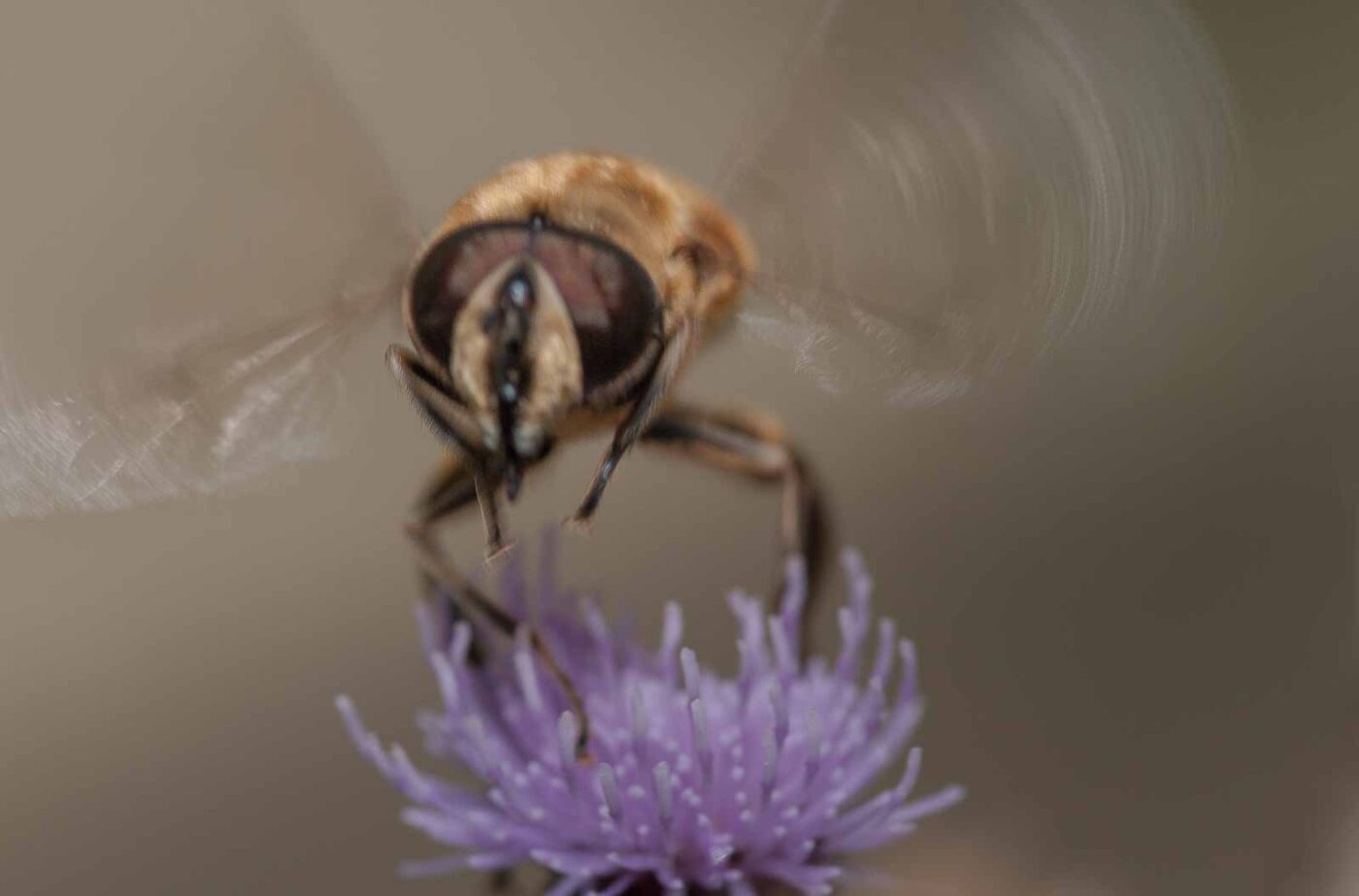 2019-02-26 - NSG Resser Wald und Emscherbruch