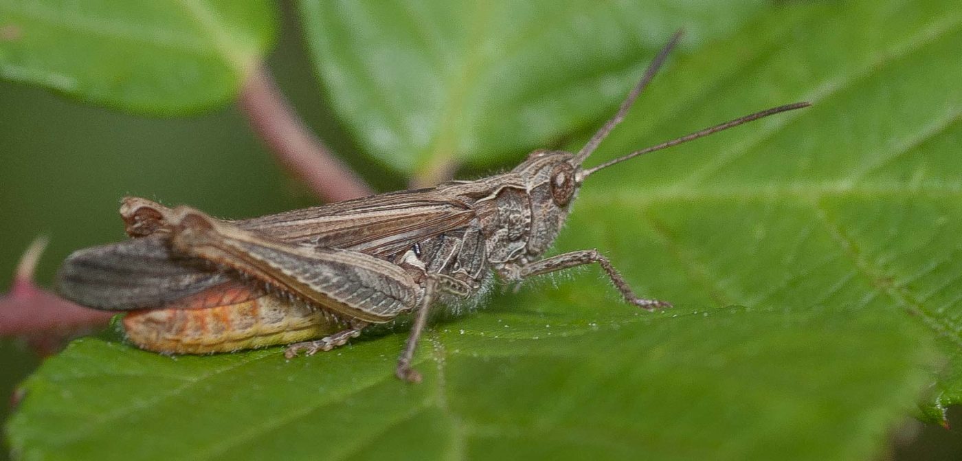 2019-02-26 - NSG Resser Wald und Emscherbruch