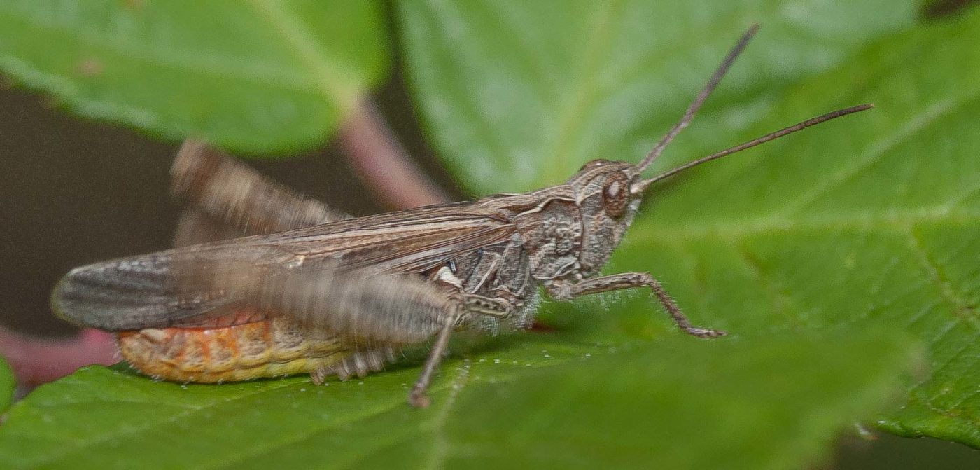 2019-02-26 - NSG Resser Wald und Emscherbruch