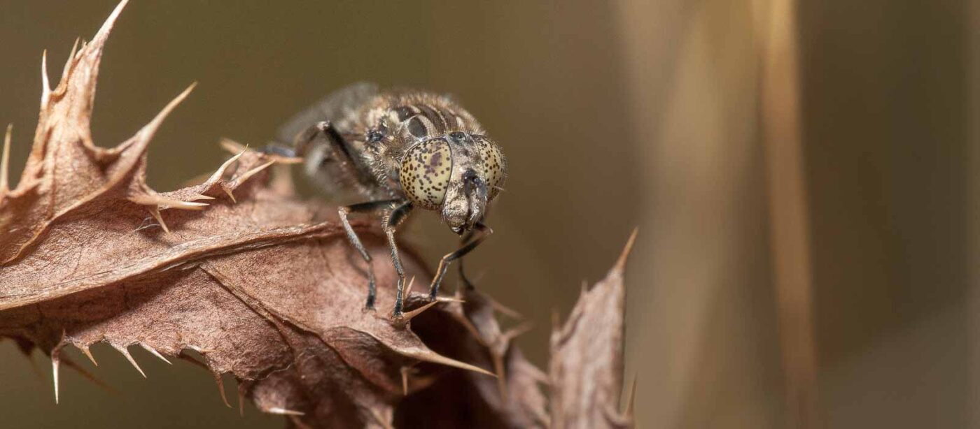 2019-02-26 - NSG Resser Wald und Emscherbruch