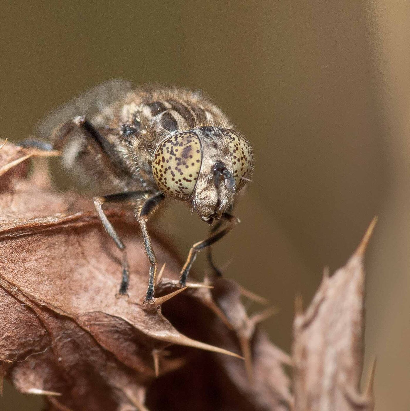 2019-02-26 - NSG Resser Wald und Emscherbruch