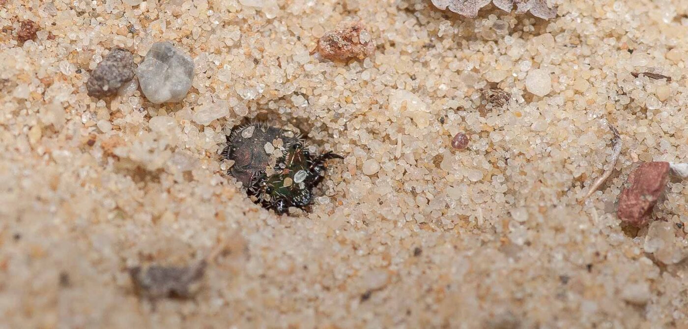 2019-02-26 - NSG Resser Wald und Emscherbruch