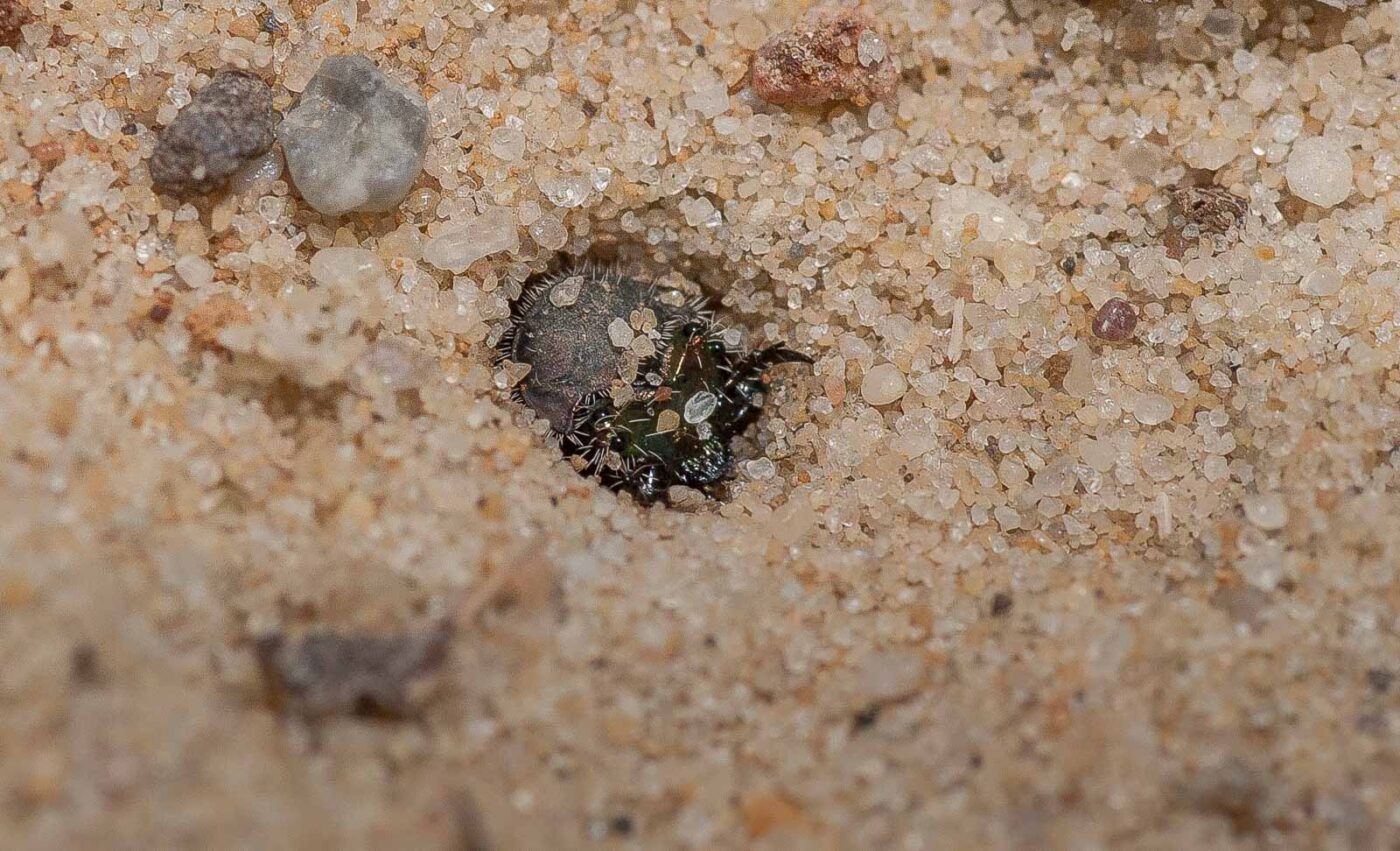 2019-02-26 - NSG Resser Wald und Emscherbruch