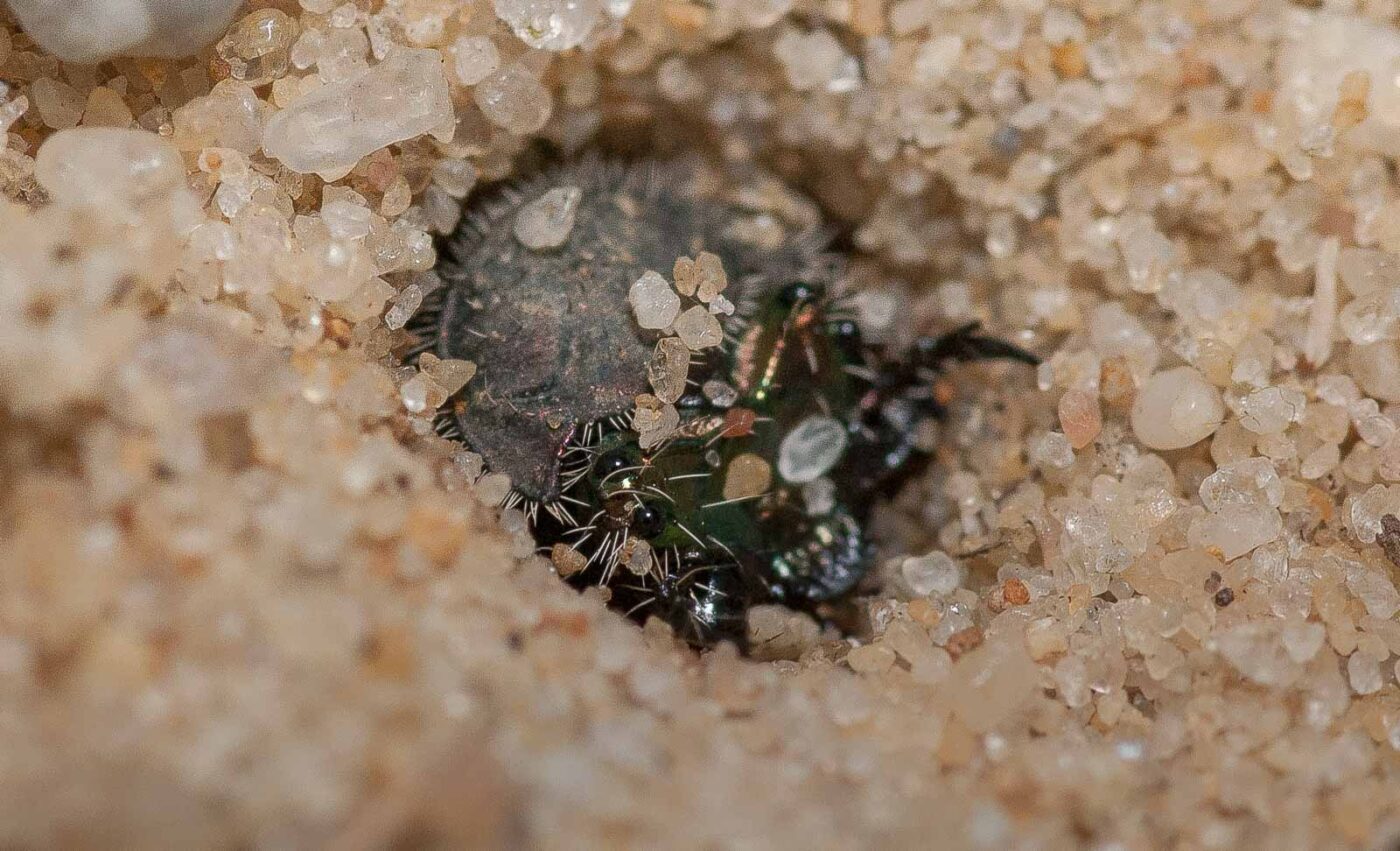 2019-02-26 - NSG Resser Wald und Emscherbruch